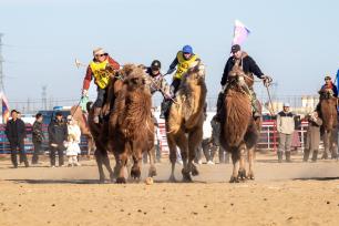 内蒙古：2025阿拉善骆驼超级联赛激战正酣