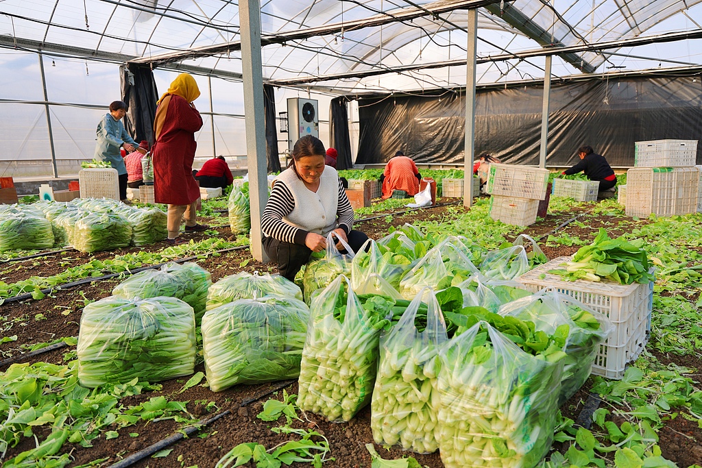 江苏连云港：菜农温室大棚内采收蔬菜
