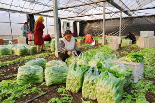 江苏连云港：菜农温室大棚内采收蔬菜