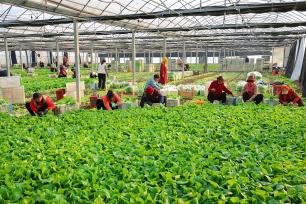 江苏连云港：菜农温室大棚内采收蔬菜