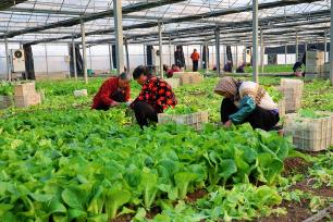 江苏连云港：菜农温室大棚内采收蔬菜