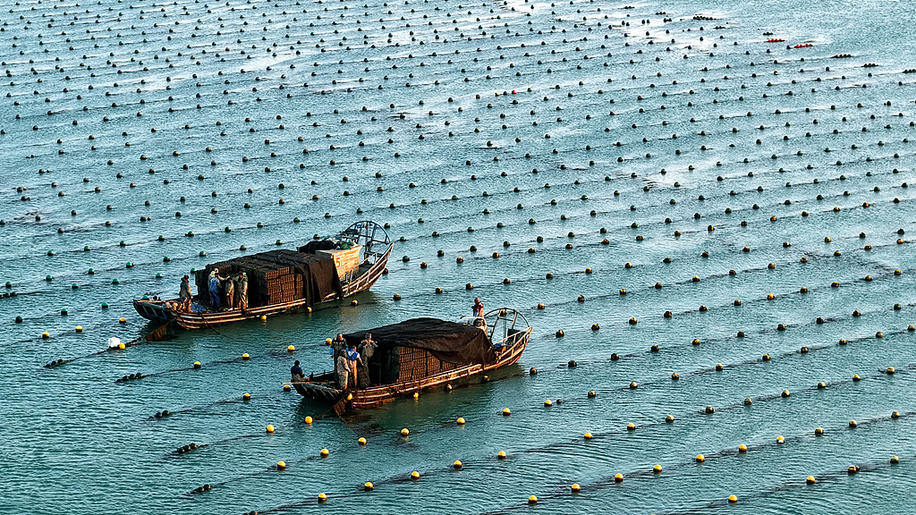 山东荣成：渔民海上忙“冬耕”