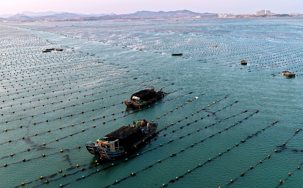 山东荣成：渔民海上忙“冬耕”