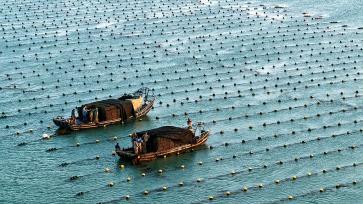 山东荣成：渔民海上忙“冬耕”