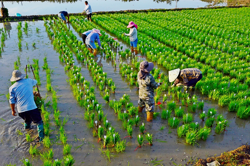 海南三亚：技术人员带农民进行水稻育种