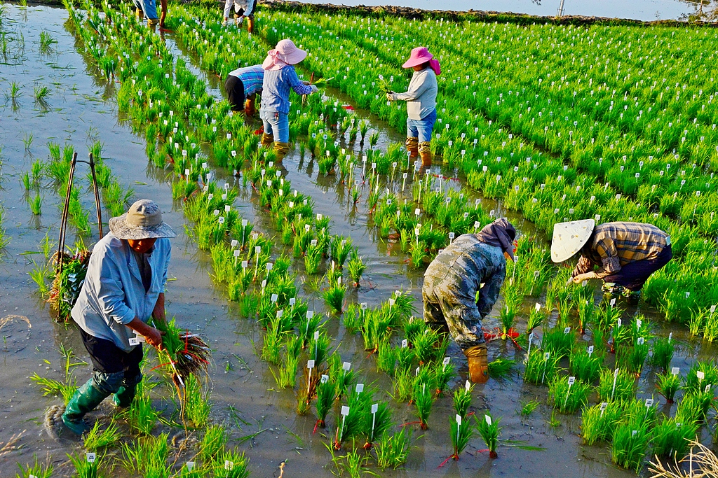 海南三亚：技术人员带农民进行水稻育种