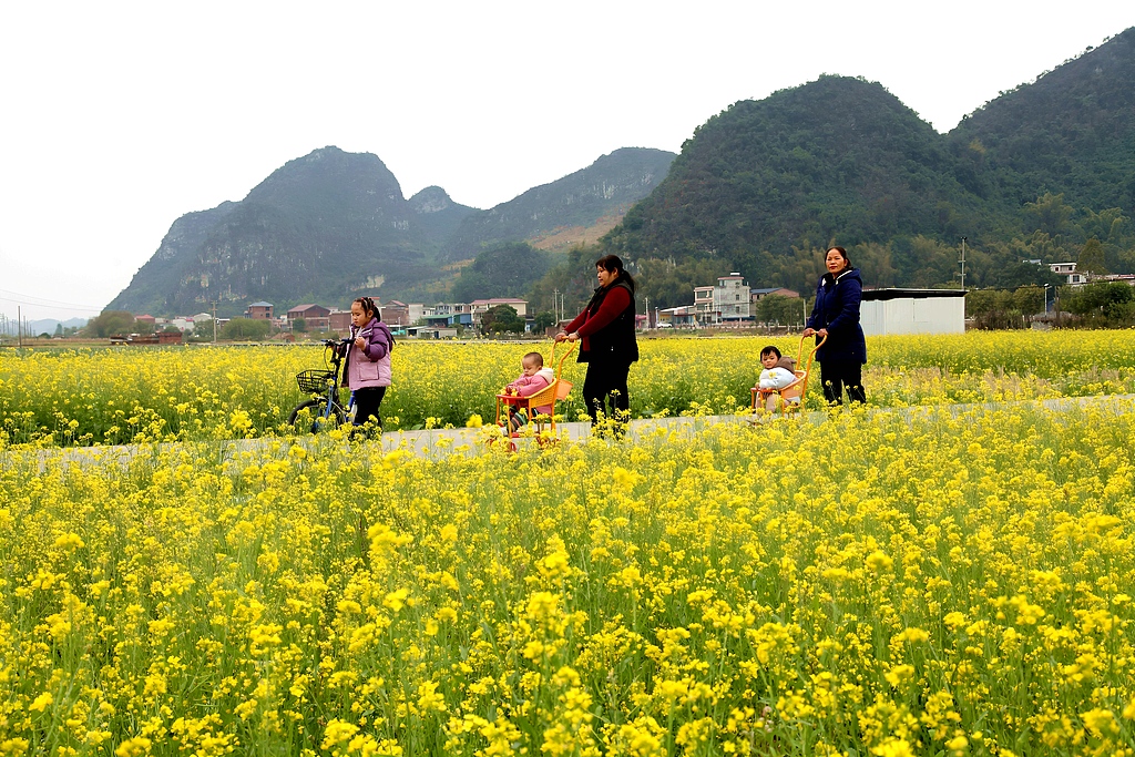 广西来宾：油菜花迎盛花期 吸引市民赏花游玩