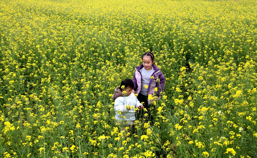 广西来宾：油菜花迎盛花期 吸引市民赏花游玩