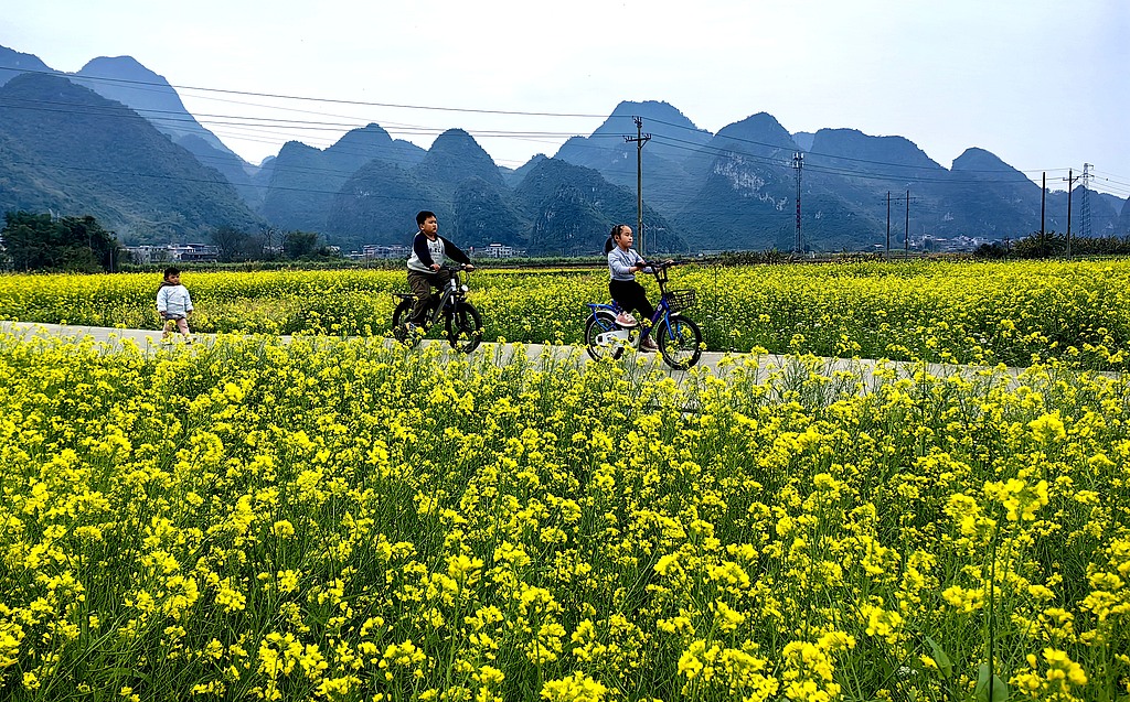 广西来宾：油菜花迎盛花期 吸引市民赏花游玩