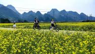 广西来宾：油菜花迎盛花期 吸引市民赏花游玩