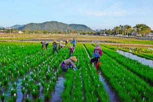 海南三亚：技术人员带农民进行水稻育种