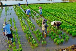 海南三亚：技术人员带农民进行水稻育种