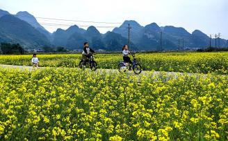 广西来宾：油菜花迎盛花期 吸引市民赏花游玩
