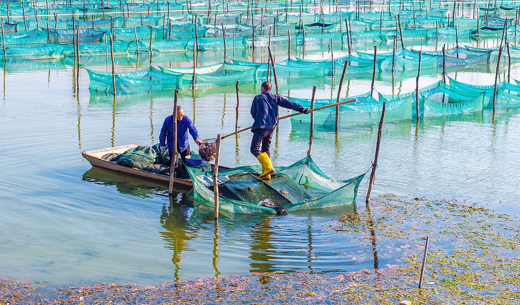 江苏泗洪：蟹农捕捞螃蟹供应市场
