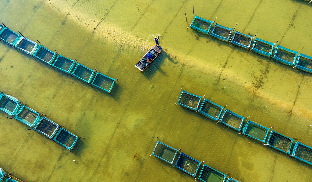 江苏泗洪：蟹农捕捞螃蟹供应市场