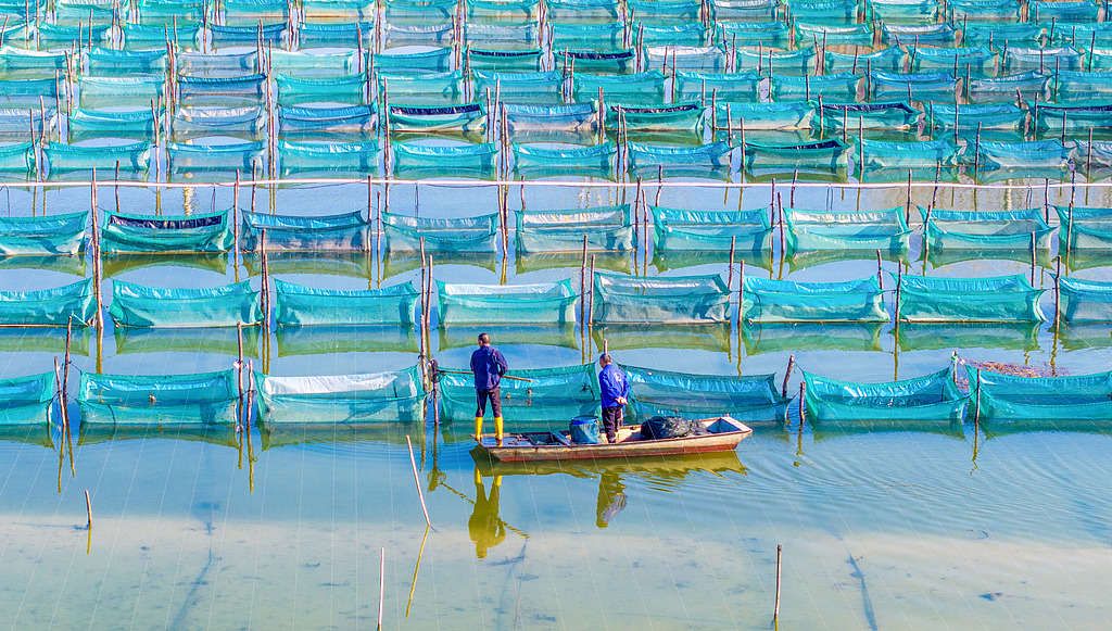 江苏泗洪：蟹农捕捞螃蟹供应市场