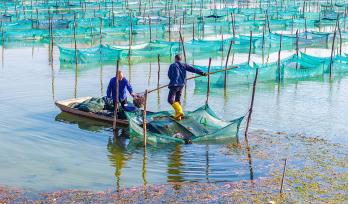 江苏泗洪：蟹农捕捞螃蟹供应市场