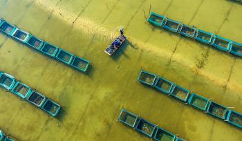 江苏泗洪：蟹农捕捞螃蟹供应市场