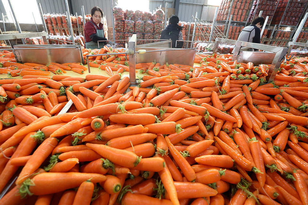 河南焦作：农民收获、清洗并分装胡萝卜