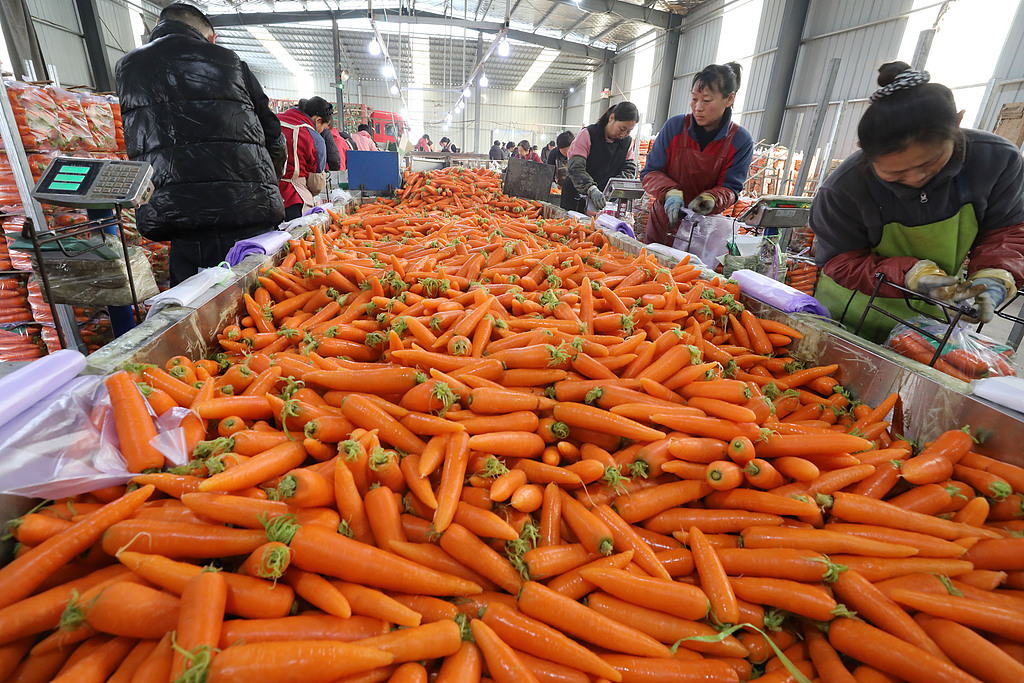 河南焦作：农民收获、清洗并分装胡萝卜