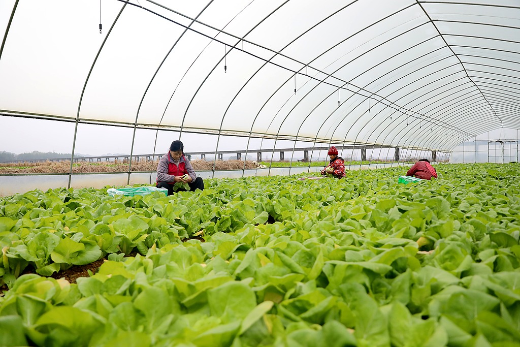 江西吉安：村民采收有机蔬菜供应市场