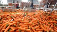 河南焦作：农民收获、清洗并分装胡萝卜