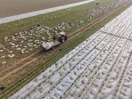 河南焦作：农民收获、清洗并分装胡萝卜