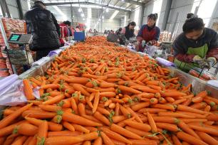 河南焦作：农民收获、清洗并分装胡萝卜