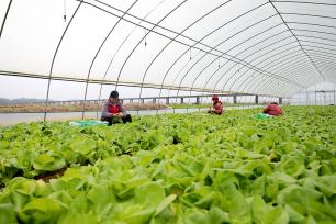 江西吉安：村民采收有机蔬菜供应市场