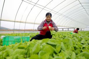 江西吉安：村民采收有机蔬菜供应市场