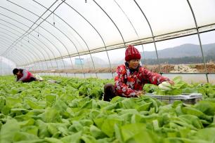 江西吉安：村民采收有机蔬菜供应市场