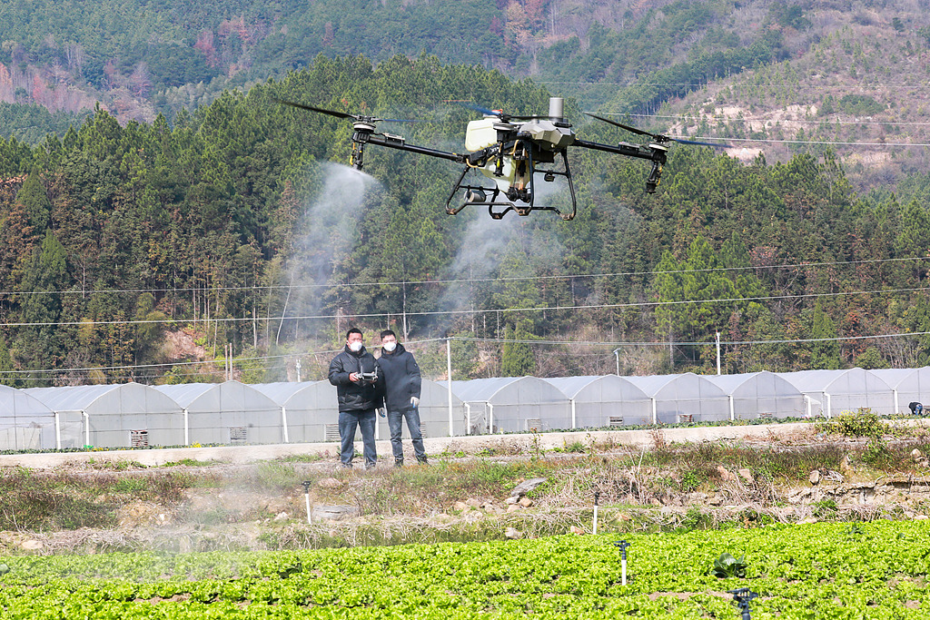 湖南永州：菜农使用无人机进行飞防作业