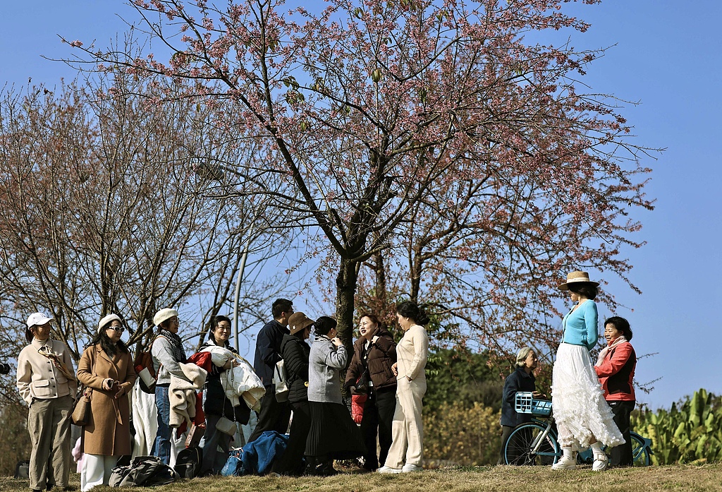 四川成都：青龙湖冬樱花开放 吸引游人拍照