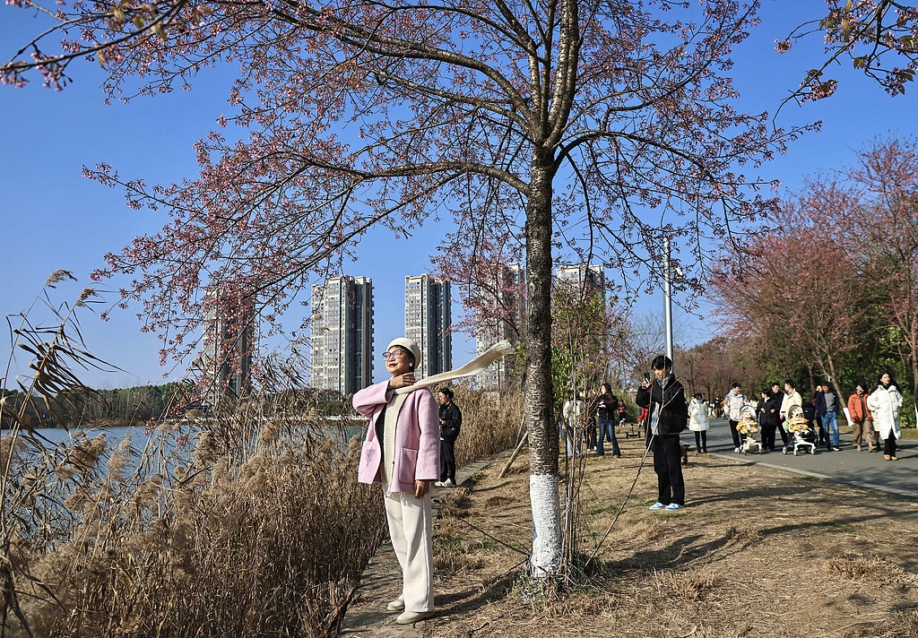 四川成都：青龙湖冬樱花开放 吸引游人拍照