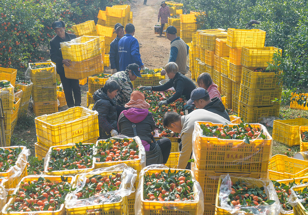 湖南永州：柑橘迎丰收 果农采摘装运