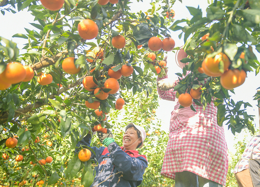 湖南永州：柑橘迎丰收 果农采摘装运