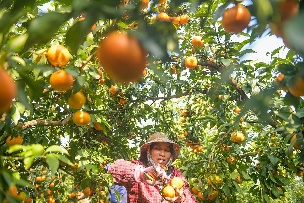 湖南永州：柑橘迎丰收 果农采摘装运