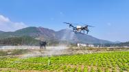 湖南永州：菜农使用无人机进行飞防作业