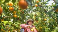 湖南永州：柑橘迎丰收 果农采摘装运