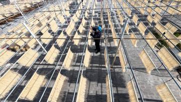 河南许昌：农民整理、晾晒红薯粉条