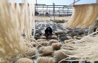 河南许昌：农民整理、晾晒红薯粉条