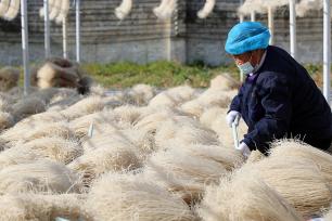 河南许昌：农民整理、晾晒红薯粉条