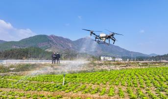 湖南永州：菜农使用无人机进行飞防作业