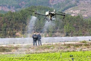 湖南永州：菜农使用无人机进行飞防作业
