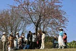 四川成都：青龙湖冬樱花开放 吸引游人拍照