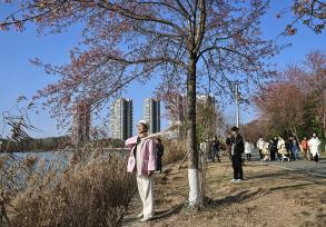 四川成都：青龙湖冬樱花开放 吸引游人拍照