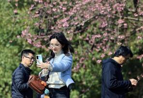 四川成都：青龙湖冬樱花开放 吸引游人拍照