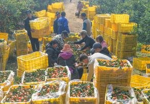 湖南永州：柑橘迎丰收 果农采摘装运