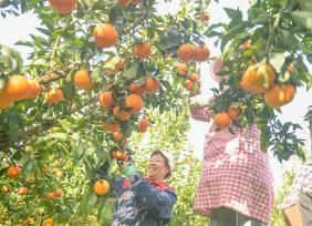 湖南永州：柑橘迎丰收 果农采摘装运