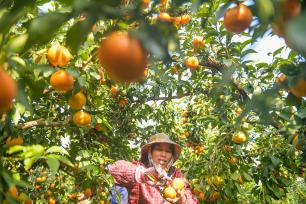 湖南永州：柑橘迎丰收 果农采摘装运